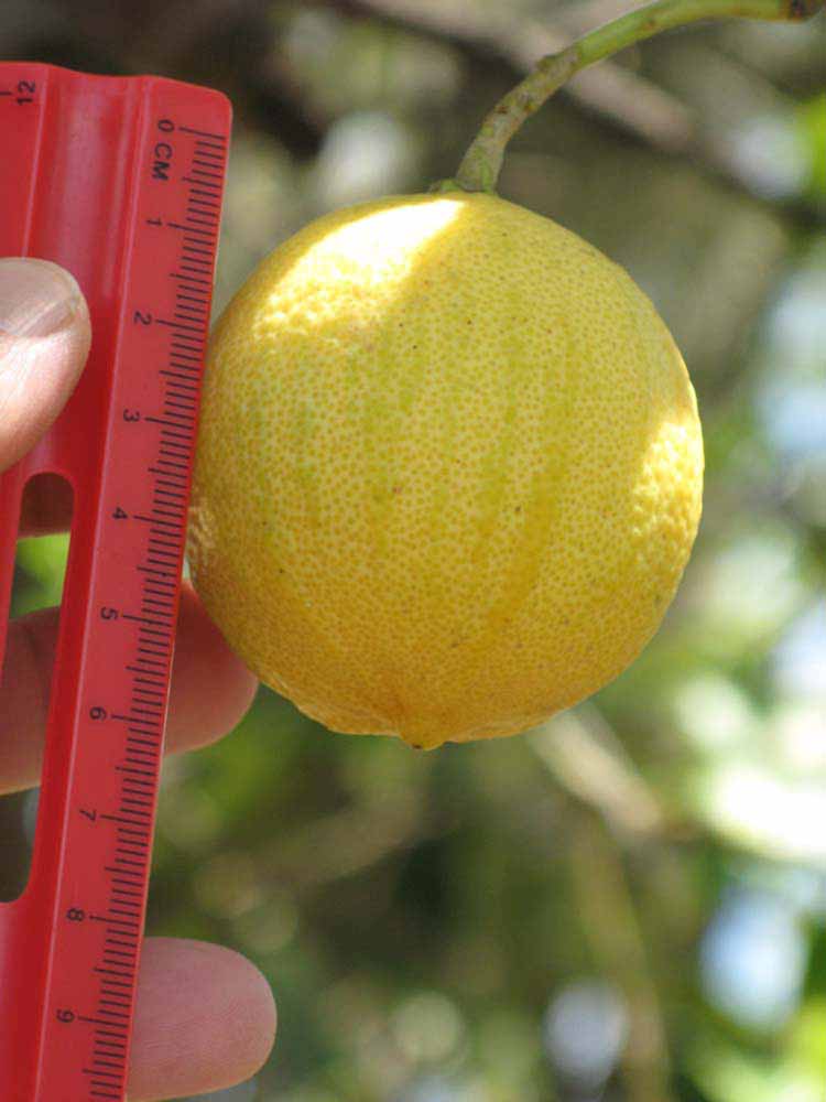            Fruit (Pink Variegated, Winter Haven, FL)   